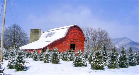 Christmas-Tree Farm